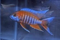 MALAWI / TANGANIKAN / VICTORIAN CICHLIDS