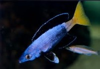 MALAWI / TANGANIKAN / VICTORIAN CICHLIDS