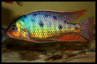 MALAWI / TANGANIKAN / VICTORIAN CICHLIDS