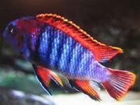 MALAWI / TANGANIKAN / VICTORIAN CICHLIDS