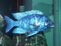 MALAWI / TANGANIKAN / VICTORIAN CICHLIDS