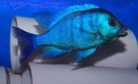 MALAWI / TANGANIKAN / VICTORIAN CICHLIDS