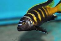 MALAWI / TANGANIKAN / VICTORIAN CICHLIDS
