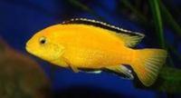 MALAWI / TANGANIKAN / VICTORIAN CICHLIDS