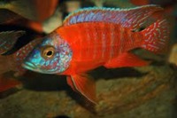 MALAWI / TANGANIKAN / VICTORIAN CICHLIDS
