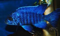 MALAWI / TANGANIKAN / VICTORIAN CICHLIDS