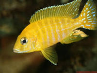 MALAWI / TANGANIKAN / VICTORIAN CICHLIDS