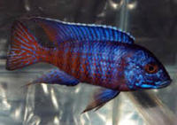 MALAWI / TANGANIKAN / VICTORIAN CICHLIDS