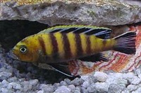 MALAWI / TANGANIKAN / VICTORIAN CICHLIDS