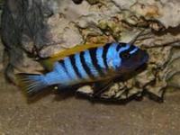 MALAWI / TANGANIKAN / VICTORIAN CICHLIDS