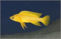 MALAWI / TANGANIKAN / VICTORIAN CICHLIDS