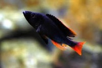 MALAWI / TANGANIKAN / VICTORIAN CICHLIDS