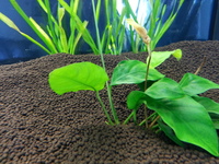 5ft Fish Tank and Stand. JUWEL 450