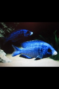 Malawi cichlid for sale (SOLD SOLD)