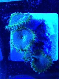 Maidenhead Aquatics@Shirley - Zoas