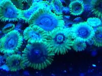 Maidenhead Aquatics@Shirley - Zoas