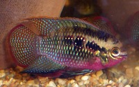 (TAKING NO MORE ORDERS TILL MAY-JUNE) South American Imports @ (Catfish Aquatics) £18 APC Next Day By 10.AM (FULL 24H DOA POLICY)