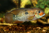 (TAKING NO MORE ORDERS TILL MAY-JUNE) South American Imports @ (Catfish Aquatics) £18 APC Next Day By 10.AM (FULL 24H DOA POLICY)