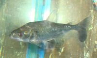 (TAKING NO MORE ORDERS TILL MAY-JUNE) South American Imports @ (Catfish Aquatics) £18 APC Next Day By 10.AM (FULL 24H DOA POLICY)
