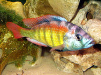 (TAKING NO MORE ORDERS TILL MAY-JUNE) South American Imports @ (Catfish Aquatics) £18 APC Next Day By 10.AM (FULL 24H DOA POLICY)