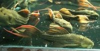 (TAKING NO MORE ORDERS TILL MAY-JUNE) South American Imports @ (Catfish Aquatics) £18 APC Next Day By 10.AM (FULL 24H DOA POLICY)