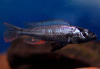 (TAKING NO MORE ORDERS TILL MAY-JUNE) South American Imports @ (Catfish Aquatics) £18 APC Next Day By 10.AM (FULL 24H DOA POLICY)