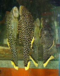 (TAKING NO MORE ORDERS TILL MAY-JUNE) South American Imports @ (Catfish Aquatics) £18 APC Next Day By 10.AM (FULL 24H DOA POLICY)