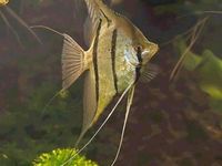 (TAKING NO MORE ORDERS TILL MAY-JUNE) South American Imports @ (Catfish Aquatics) £18 APC Next Day By 10.AM (FULL 24H DOA POLICY)