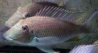 (TAKING NO MORE ORDERS TILL MAY-JUNE) South American Imports @ (Catfish Aquatics) £18 APC Next Day By 10.AM (FULL 24H DOA POLICY)