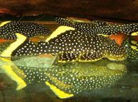 (TAKING NO MORE ORDERS TILL MAY-JUNE) South American Imports @ (Catfish Aquatics) £18 APC Next Day By 10.AM (FULL 24H DOA POLICY)