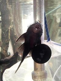 (TAKING NO MORE ORDERS TILL MAY-JUNE) South American Imports @ (Catfish Aquatics) £18 APC Next Day By 10.AM (FULL 24H DOA POLICY)