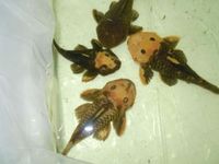 (TAKING NO MORE ORDERS TILL MAY-JUNE) South American Imports @ (Catfish Aquatics) £18 APC Next Day By 10.AM (FULL 24H DOA POLICY)