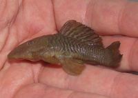(TAKING NO MORE ORDERS TILL MAY-JUNE) South American Imports @ (Catfish Aquatics) £18 APC Next Day By 10.AM (FULL 24H DOA POLICY)