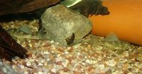 (TAKING NO MORE ORDERS TILL MAY-JUNE) South American Imports @ (Catfish Aquatics) £18 APC Next Day By 10.AM (FULL 24H DOA POLICY)