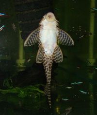 (TAKING NO MORE ORDERS TILL MAY-JUNE) South American Imports @ (Catfish Aquatics) £18 APC Next Day By 10.AM (FULL 24H DOA POLICY)