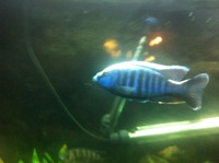 Malawi Cichlids - Adult fish for sale