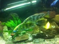 Malawi Cichlids - Adult fish for sale