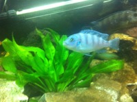 Malawi Cichlids - Adult fish for sale