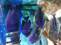 Malawi cichlid for sale (SOLD SOLD)