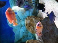 Malawi cichlid for sale (SOLD SOLD)