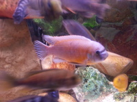 Top Quality Malawi Cichlids and Victorian Cichlids F1, F2 for sale