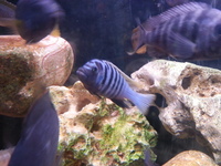 Top Quality Malawi Cichlids and Victorian Cichlids F1, F2 for sale