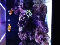45 cm cube reef tank with stand and sump and led lighting