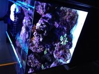 45 cm cube reef tank with stand and sump and led lighting