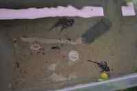 Zebra Plecos L46 with optional tank and accessories