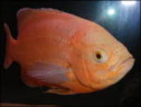 2x 11-12" Oscars one Albino Red and One Red Oscar! and 5x 4-5" Silver Dollars