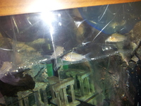(TAKING NO MORE ORDERS TILL MAY-JUNE) South American Imports @ (Catfish Aquatics) £18 APC Next Day By 10.AM (FULL 24H DOA POLICY)