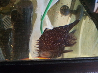 (TAKING NO MORE ORDERS TILL MAY-JUNE) South American Imports @ (Catfish Aquatics) £18 APC Next Day By 10.AM (FULL 24H DOA POLICY)