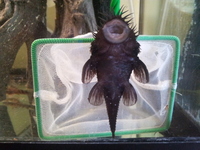 (TAKING NO MORE ORDERS TILL MAY-JUNE) South American Imports @ (Catfish Aquatics) £18 APC Next Day By 10.AM (FULL 24H DOA POLICY)