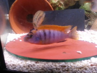 Top Quality Malawi Cichlids and Victorian Cichlids F1, F2 for sale